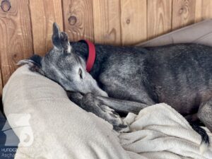 Rally-Obedience-25-08-w18-058