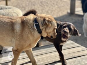 Rally-Obedience-25-08-w18-059