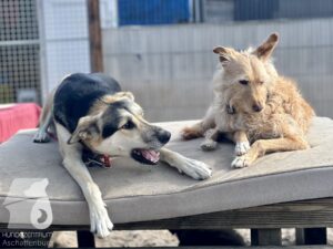 Rally-Obedience-25-08-w18-060