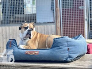 Rally-Obedience-25-08-w18-061