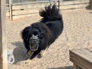 Rally-Obedience-25-08-w18-062