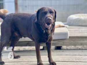 Rally-Obedience-25-08-w18-063