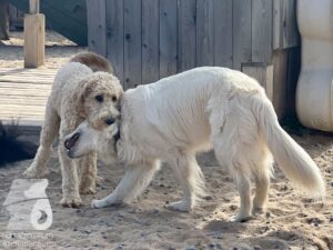 Rally-Obedience-25-08-w18-064