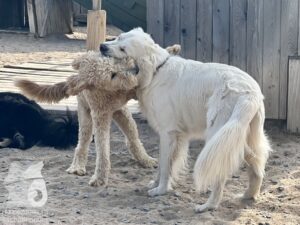 Rally-Obedience-25-08-w18-065