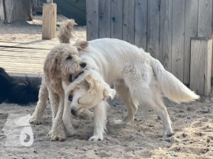 Rally-Obedience-25-08-w18-066