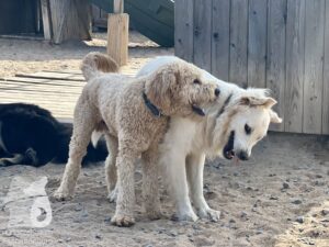 Rally-Obedience-25-08-w18-067