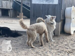 Rally-Obedience-25-08-w18-068