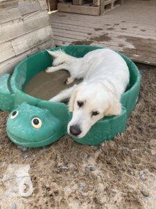 Rally-Obedience-25-08-w18-2-001