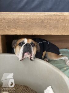 Rally-Obedience-25-08-w18-2-002