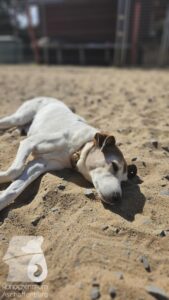 Rally-Obedience-25-08-w18-2-003