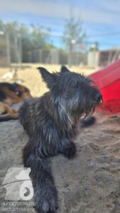 Rally-Obedience-25-08-w18-2-004