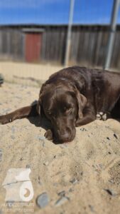 Rally-Obedience-25-08-w18-2-005