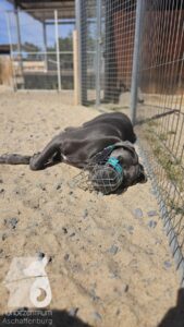 Rally-Obedience-25-08-w18-2-006