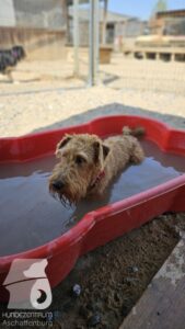 Rally-Obedience-25-08-w18-2-007