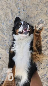 Rally-Obedience-25-08-w18-2-008