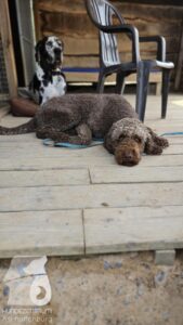 Rally-Obedience-25-08-w18-2-010