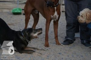 Hutamix-25-08-w25-014