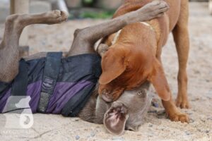 Hutamix-25-10-w06-008