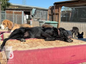 Hutamix-25-10-w06-009