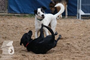 Hutamix-25-11-w03-039