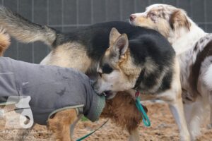 Hutamix-25-11-w03-059