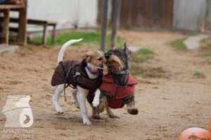 Hutamix-25-11-w03-072