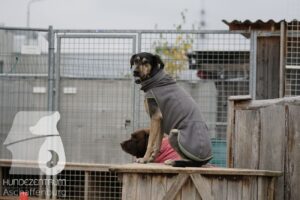 Hutamix-25-11-w17-006