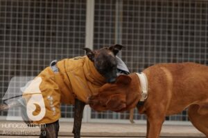 Hutamix-25-11-w17-008