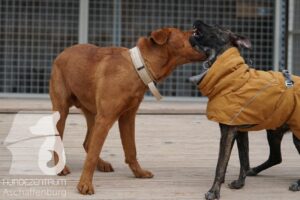 Hutamix-25-11-w17-009