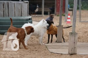 Hutamix-25-11-w17-010