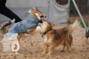 Hutamix-25-11-w17-029