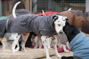 Hutamix-25-11-w17-043