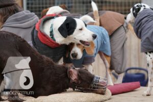 Hutamix-25-11-w17-044