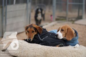 Hutamix-25-11-w17-049