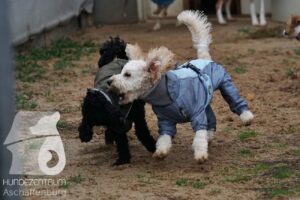 Hutamix-25-11-w17-051