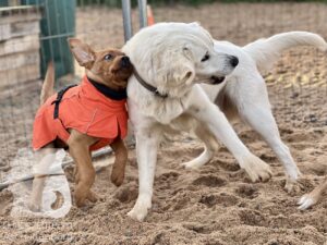 Hutamix-25-11-w17-056