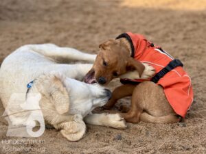 Hutamix-25-11-w17-061