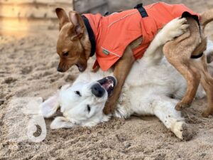 Hutamix-25-11-w17-062