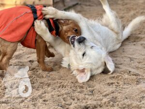 Hutamix-25-11-w17-063