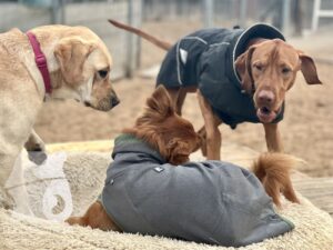 Hutamix-25-11-w17-064