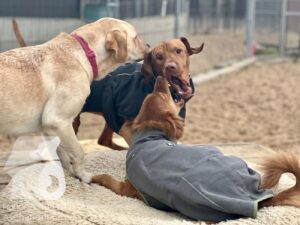 Hutamix-25-11-w17-065