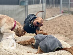 Hutamix-25-11-w17-066