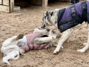 Hutamix-25-11-w17-070