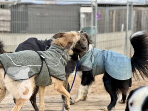 Hutamix-25-11-w17-073