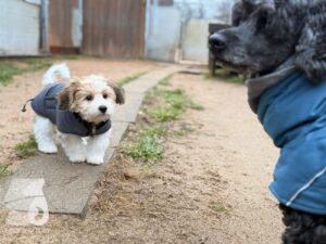 Hutabilder-25-12-w01-0001