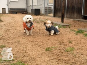 Hutabilder-25-12-w01-0002