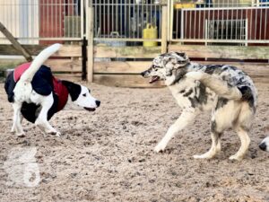 Hutabilder-25-12-w01-001