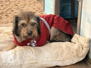 Hutabilder-25-12-w01-0015