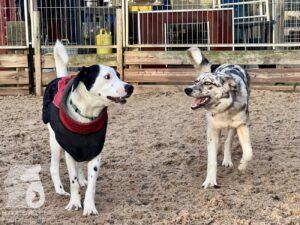 Hutabilder-25-12-w01-002