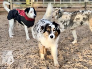 Hutabilder-25-12-w01-003